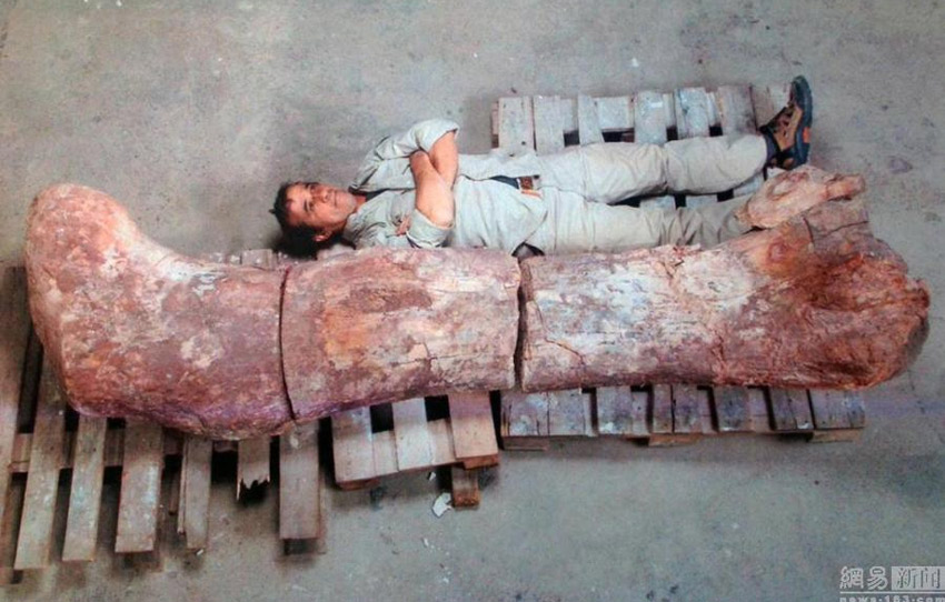 Gr??ter Dinosaurier in Argentinien gefunden