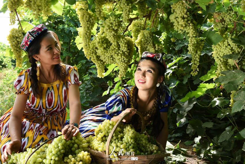 Traubenernte in Xinjiang