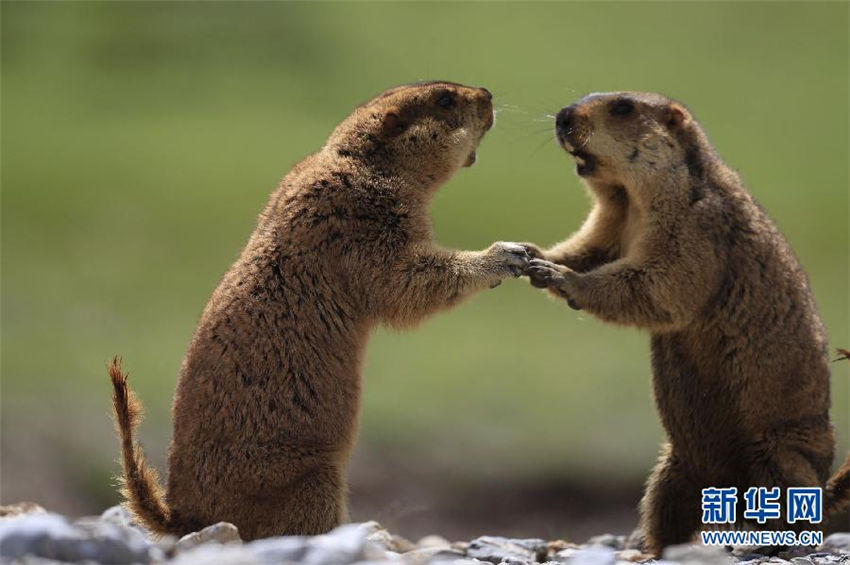Erster Erfolg bei der Artenvielfaltserkundung in der Mekong-Quellregion 