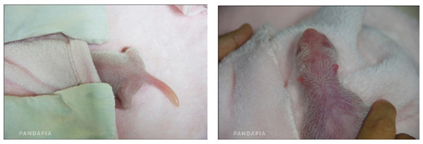 Heranwachsen der neugeborenen Pandazwillinge wird live online übertragen