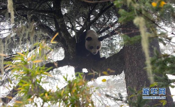 Die Pandas kehren zurück
