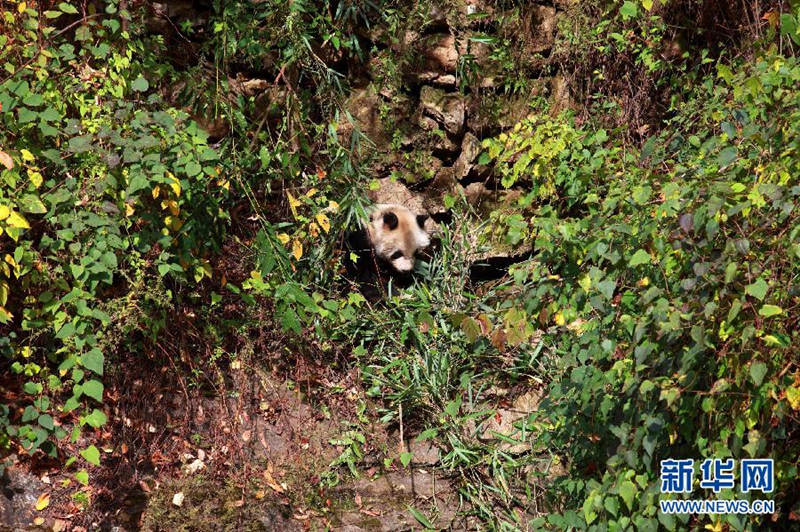 Wilder Panda versetzt Shaanxi in Aufregung