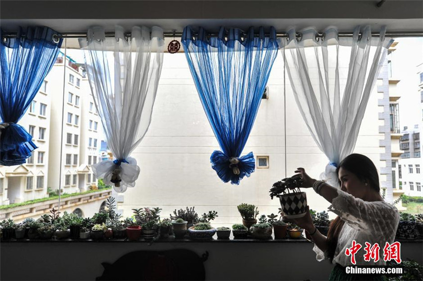 ?Sukkulenten-Invasion“ in Kunming