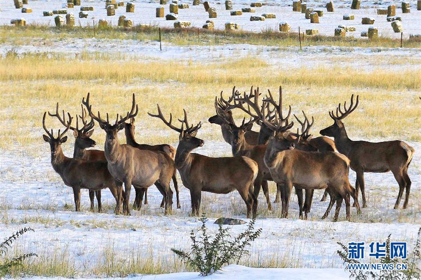 Erster Schnee in Xinjiang