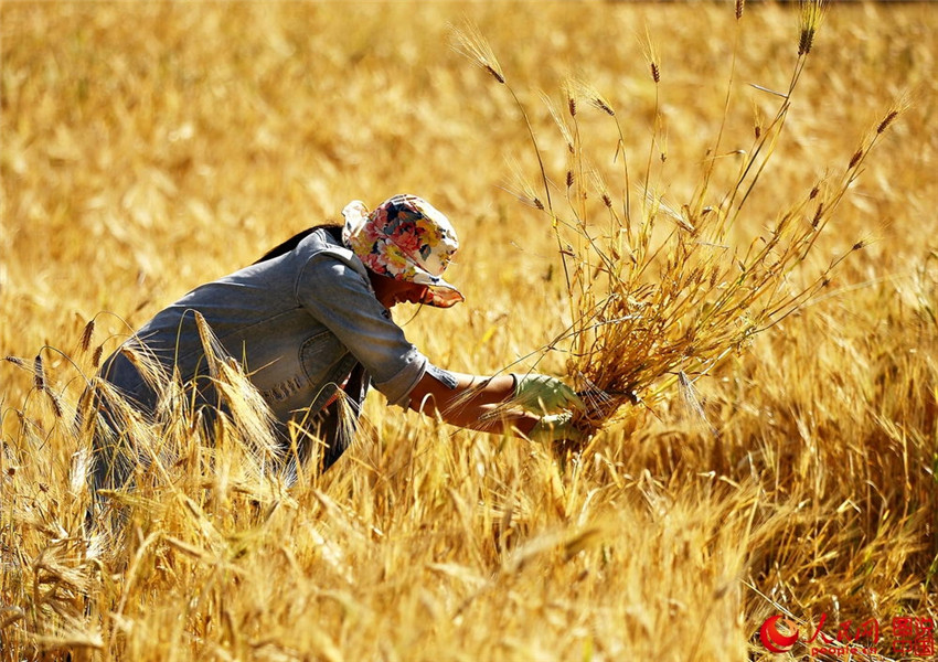 Die unwiderstehliche Sch?nheit des tibetischen Bezirks Gannan