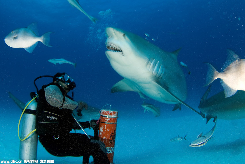 Taucher füttert Bullenhaie im Meer