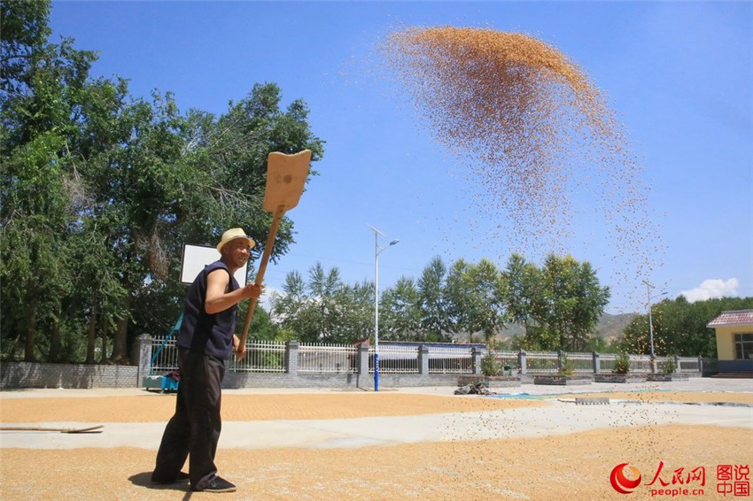 Erntezeit auf dem Qinghai-Tibet-Plateau
