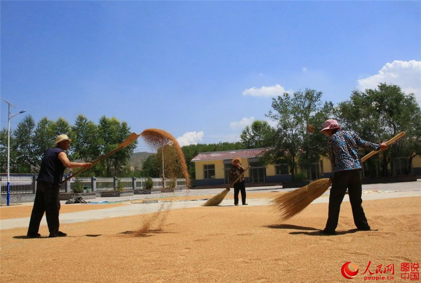 Erntezeit auf dem Qinghai-Tibet-Plateau