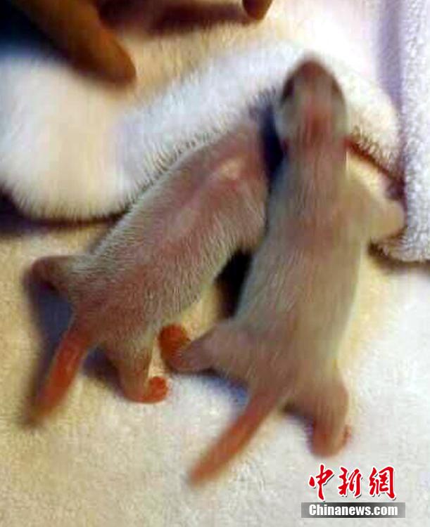 Panda Qingxi bringt Zwillinge zur Welt