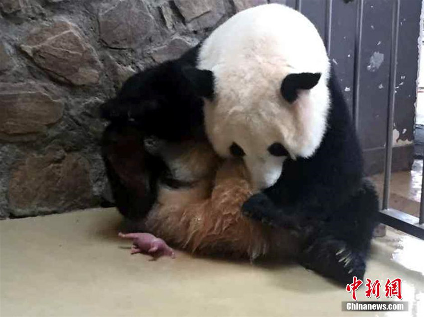 Panda Qingxi bringt Zwillinge zur Welt