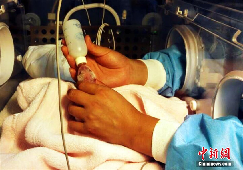 Panda Qingxi bringt Zwillinge zur Welt