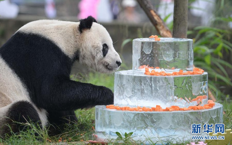 ?ltester m?nnlicher Panda feiert seinen 30. Geburtstag 