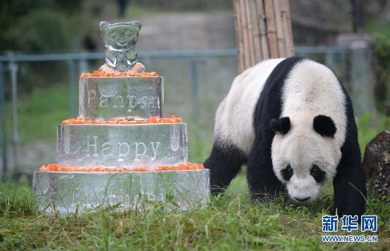 ?ltester m?nnlicher Panda feiert seinen 30. Geburtstag 