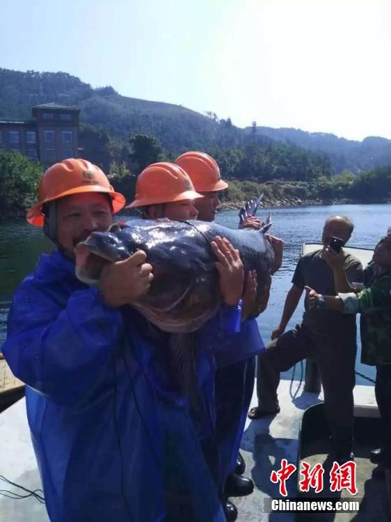 ?Fisch-K?nig“ im Qiandao-See gefangen