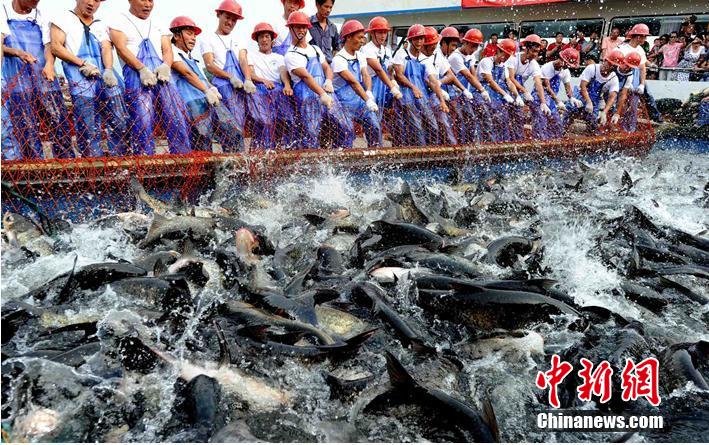 ?Fisch-K?nig“ im Qiandao-See gefangen