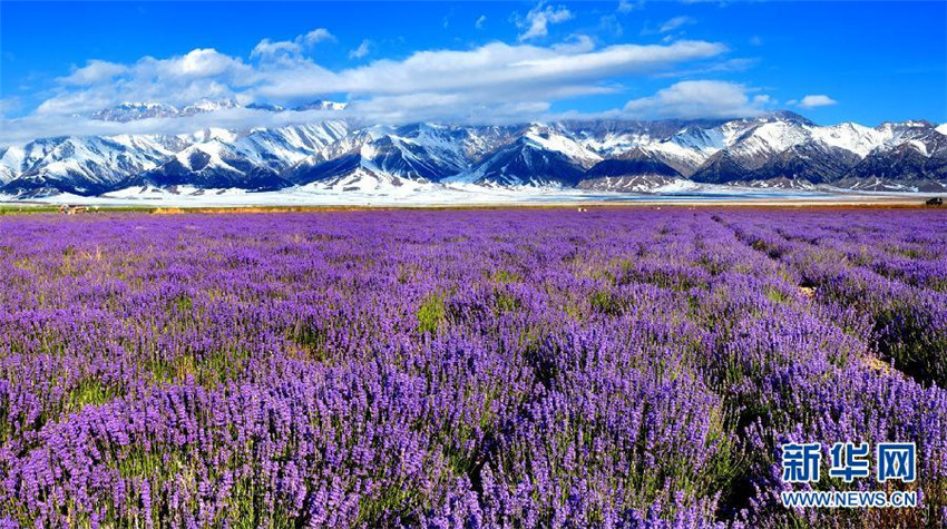 Huocheng: Die Lavendelhochburg von China