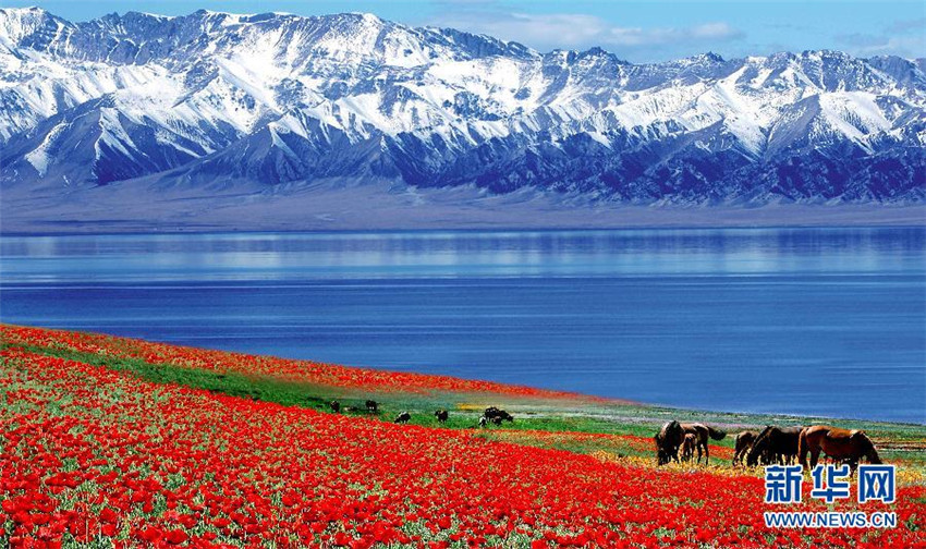 Huocheng: Die Lavendelhochburg von China