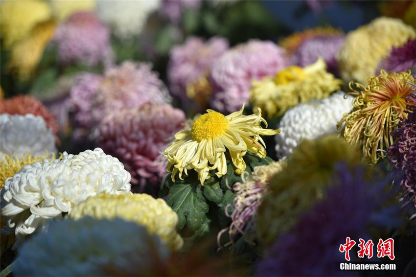 Bunte Chrysanthemen-Ausstellung in Beijing