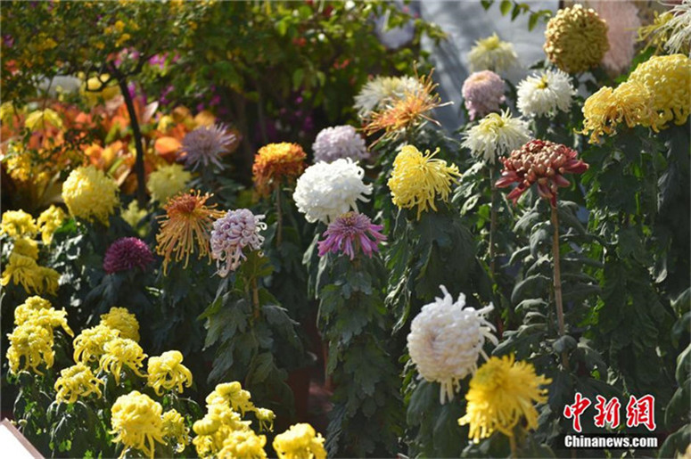 Bunte Chrysanthemen-Ausstellung in Beijing