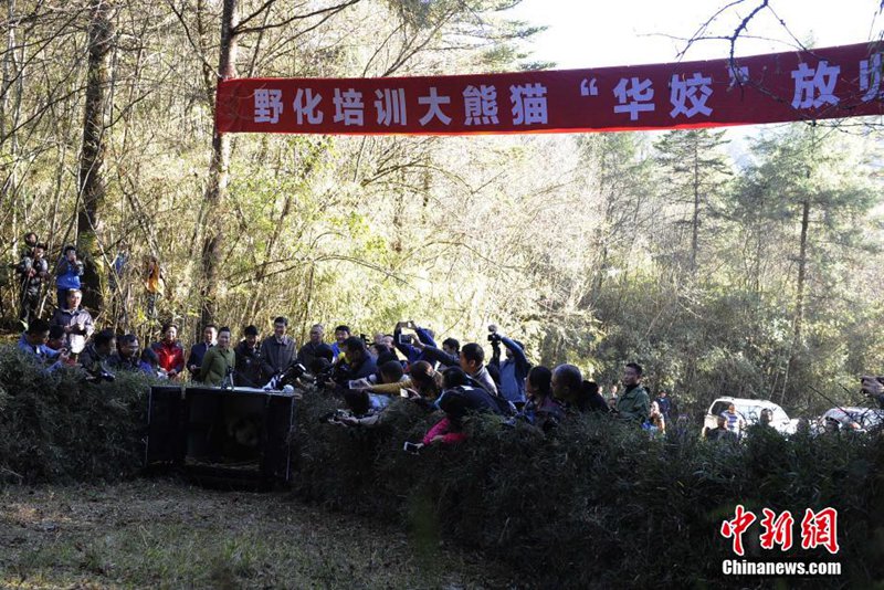 Fünfter Panda in Sichuan ausgewildert