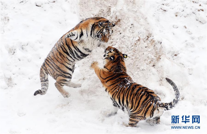 Sibirischer-Tiger-Park in Harbin feiert Zuchterfolg