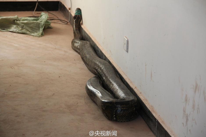 100-j?hrige Python in Yunnan entdeckt