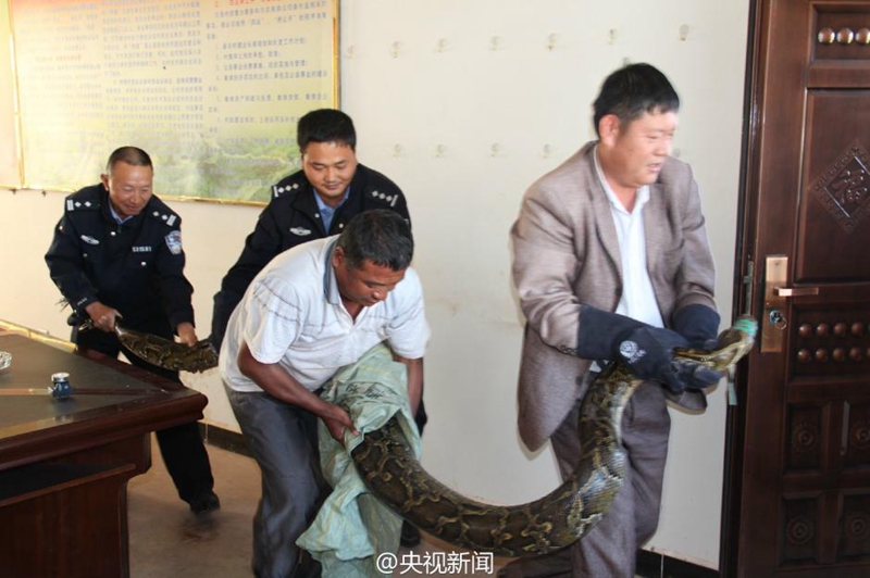 100-j?hrige Python in Yunnan entdeckt