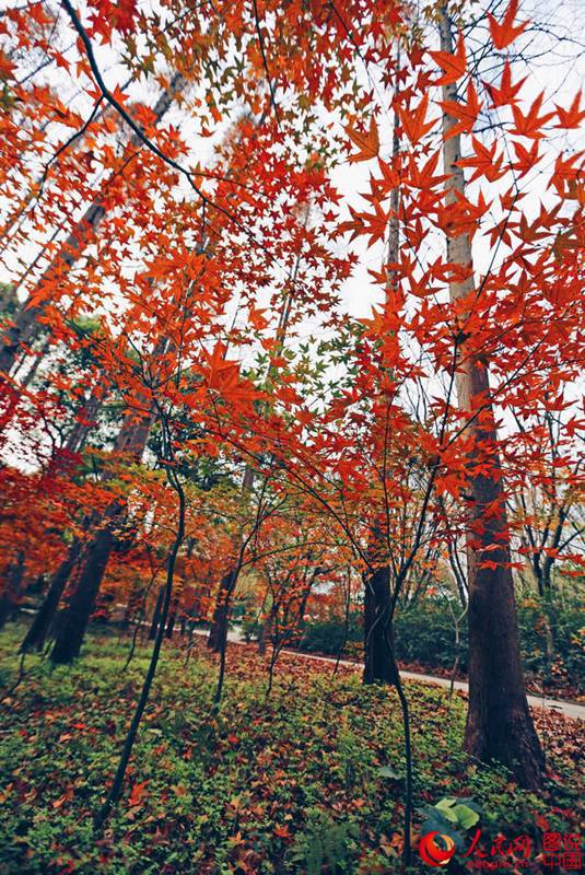 Roter und gelber Ahorn in Shanghai