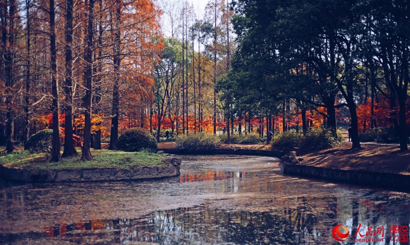 Roter und gelber Ahorn in Shanghai