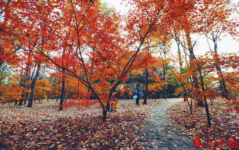 Roter und gelber Ahorn in Shanghai