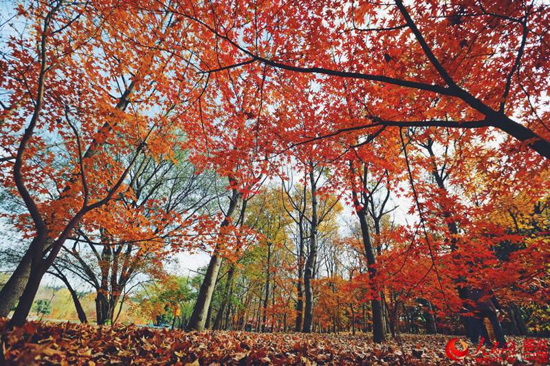 Roter und gelber Ahorn in Shanghai
