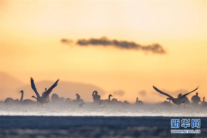 ?Tanz der Schw?ne“ am Qinghai-See