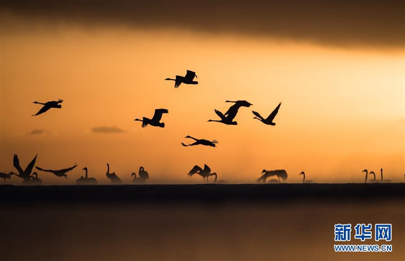 ?Tanz der Schw?ne“ am Qinghai-See