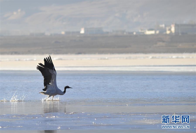 Schwarzhalskranich am Yarlungzangbo-Fluss