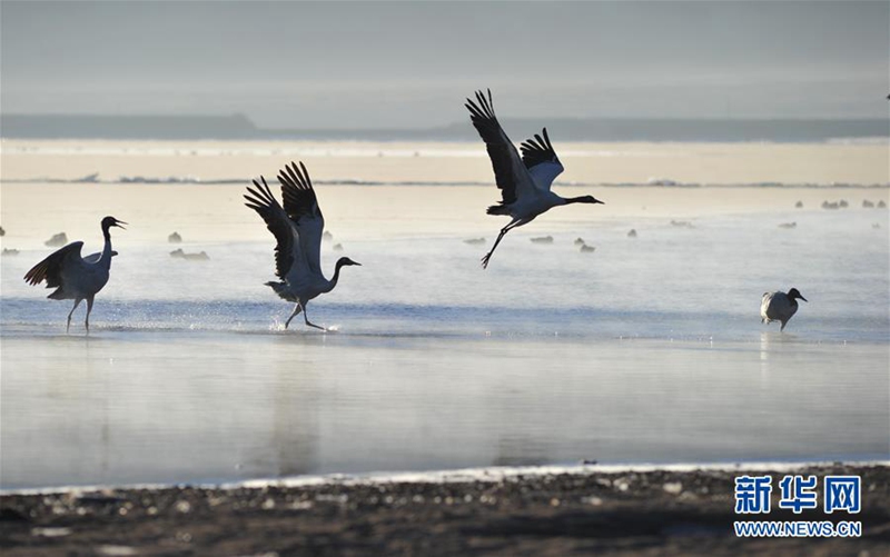 Schwarzhalskranich am Yarlungzangbo-Fluss