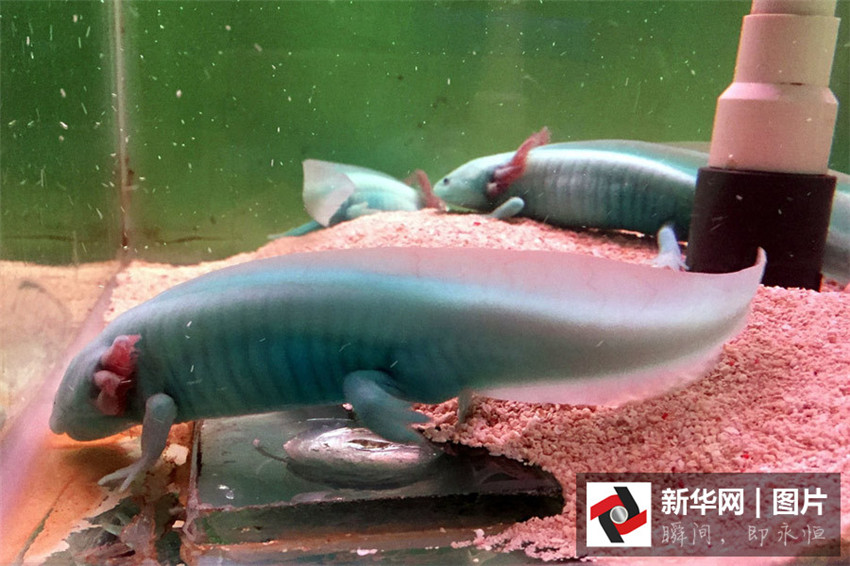 ?Dinosaurier-Fische“ in Hubei