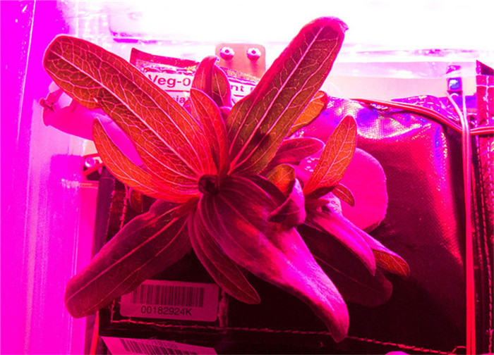 Essbare Zinnie in der NASA-Raumstation erblüht