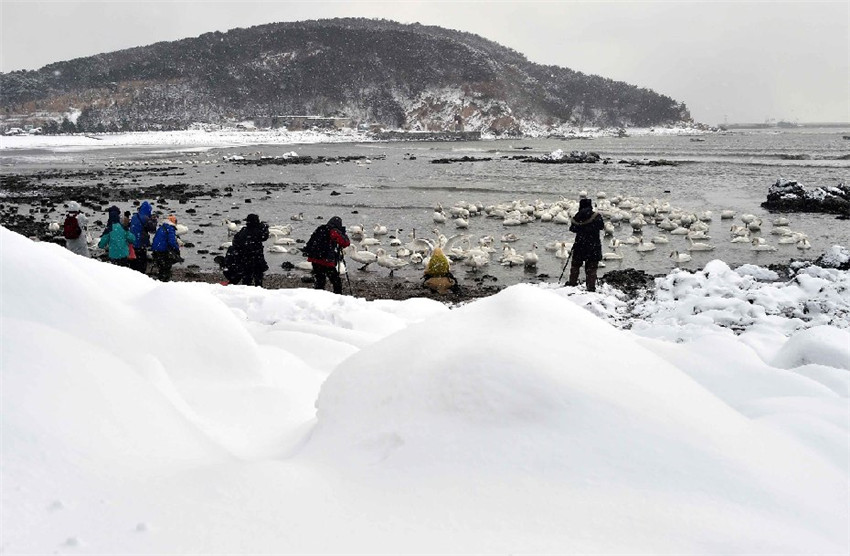 Rongcheng: Winterparadies für Singschw?ne