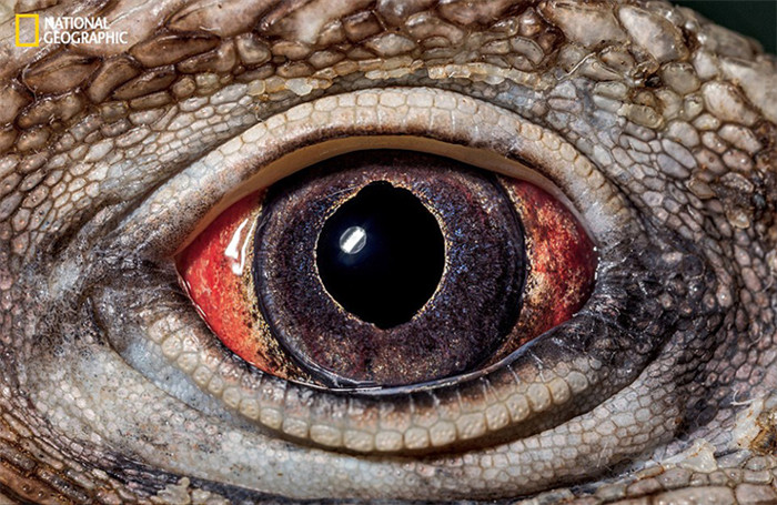 Tieraugen als Spiegel der Naturvielfalt