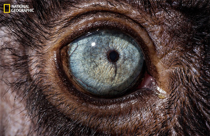 Tieraugen als Spiegel der Naturvielfalt