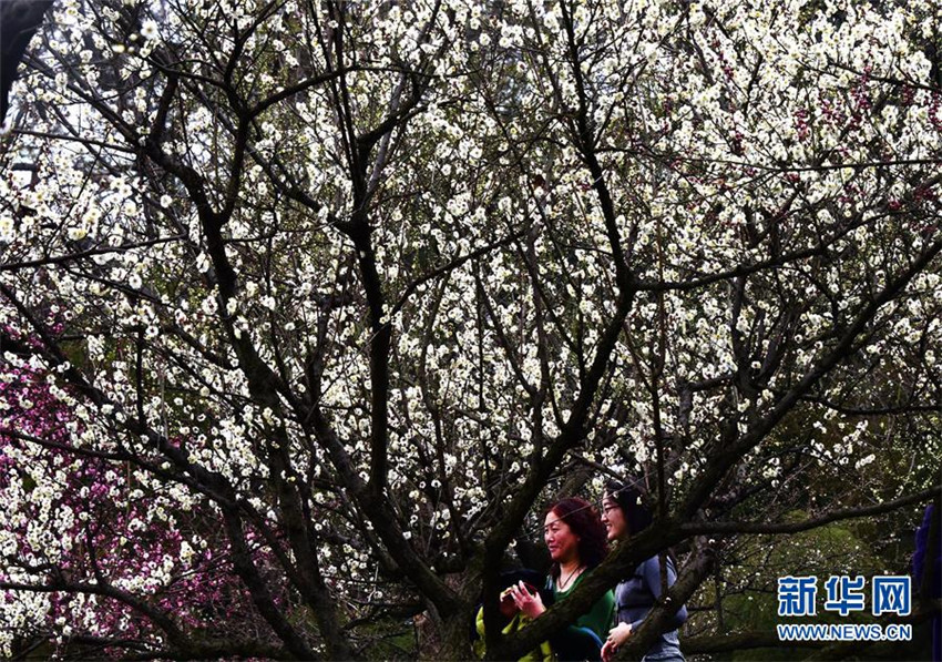 Pflaumenblüte in Wuhan