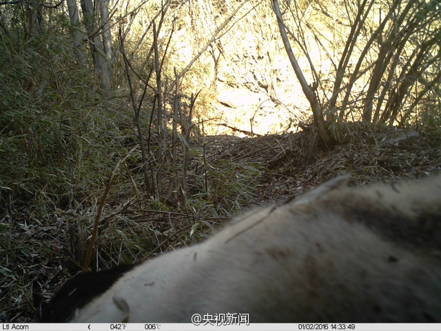 Wilder Panda in Shaanxi entdeckt