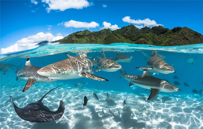 2016 Underwater Photography Contest: ?Gold“ gewinnt