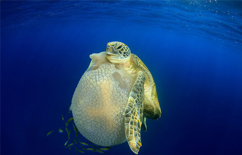 2016 Underwater Photography Contest: ?Gold“ gewinnt