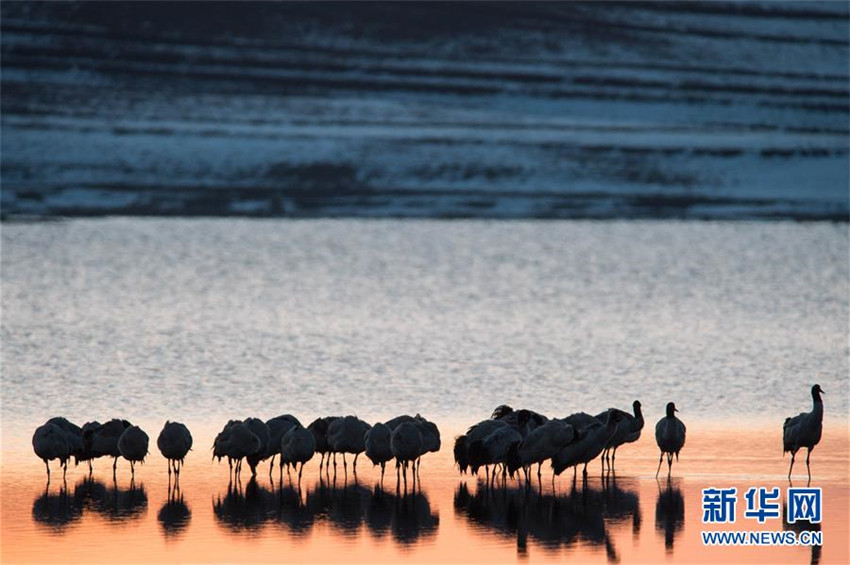 Schwarzhalskraniche überwintern in Yunnan