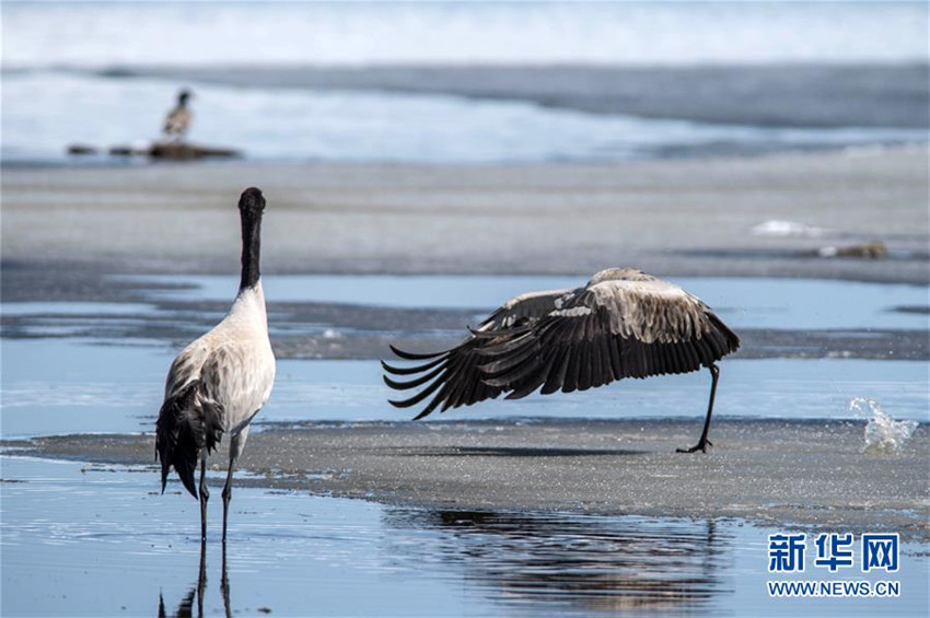 Schwarzhalskraniche überwintern in Yunnan