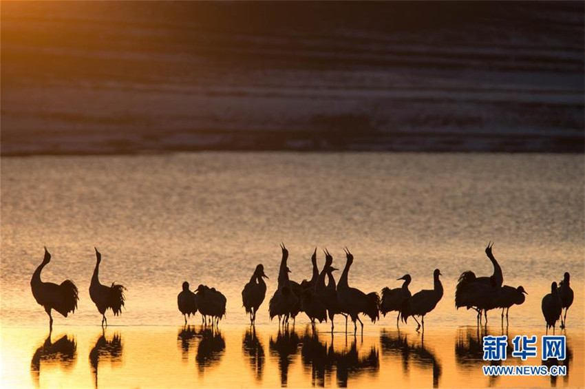 Schwarzhalskraniche überwintern in Yunnan