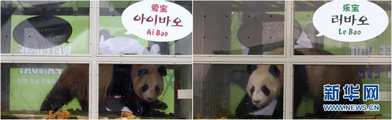 Chinesisches Panda-P?rchen erreicht Südkorea