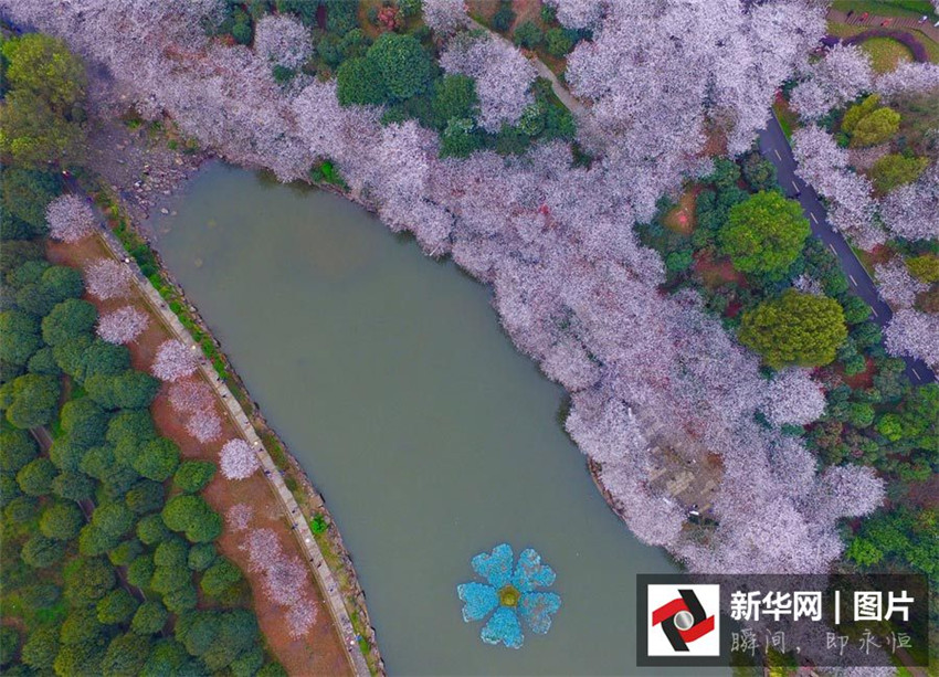 Luftbilder: Kirschblüten in Hunan