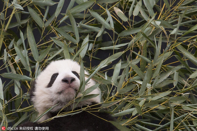 In Kanada geborene Panda-Zwillinge geben ihr Debüt